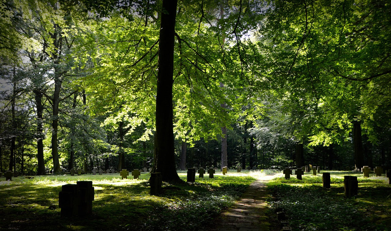 Waldfriedhof mit Grabkreuzen unter hohen Laubbäumen, durchzogen von Sonnenlicht und ruhiger Atmosphäre