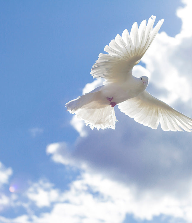 Eine weiße Taube fliegt mit ausgebreiteten Flügeln vor einem blauen Himmel mit einer weißen Wolke im Hintergrund.